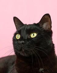 Black cat portrait against pink background