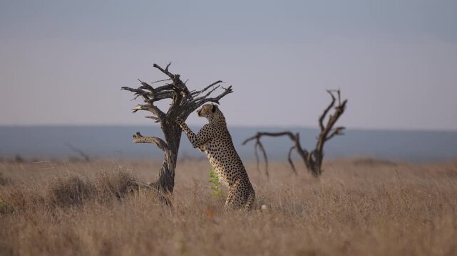 Wide gimbal of Cheetah (Acinonyx jubatus) leaning while standing against dead tree while sniffing in dry grass savannah in evening in Kenya