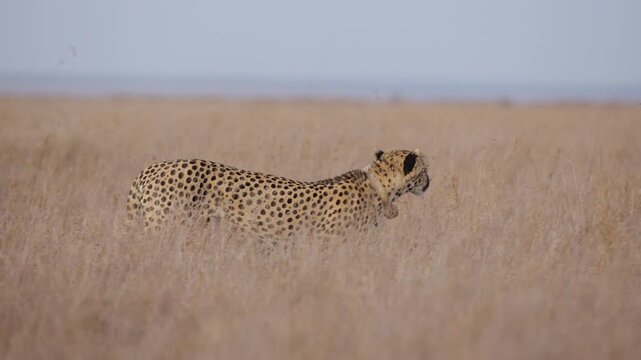 Gimbal wide of a collared cheetahs (Acinonyx jubatus) body walking in the grasslands in kenya 