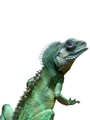 A closeup of a green iguana's eye and scales highlights its wild, reptilian nature