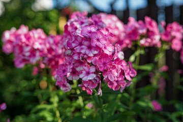 Close-up of vibrant pink phlox flowers blooming in a garden setting.