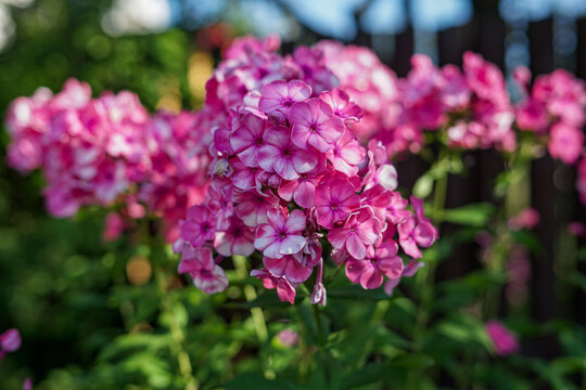 Close-up of vibrant pink phlox flowers blooming in a garden setting. - Powered by Adobe