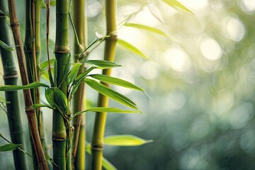 Fototapeta premium Lush green bamboo stalks with vibrant new leaves in soft sunlight, blurred background