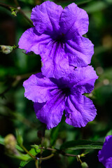 Closeup of Blue Bellflowers in Bloom