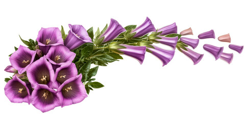 Fototapeta premium Violet Bell Flowers with Green Leaves on White