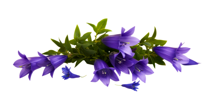 Group of Purple Bellflowers with Green Leaves PNG