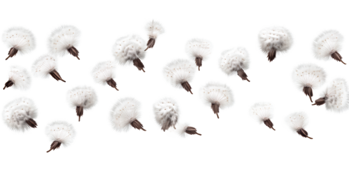 Scattered dandelion seed heads on transparent PNG background