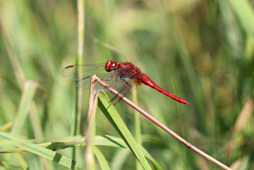 Feuerlibelle - Scarlet Darter