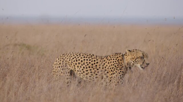 Gimbal close up of a collared cheetah (Acinonyx jubatus) yawning looking into the lens walking in savannah in kenya