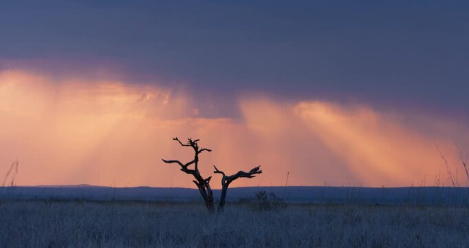 Wide of Savannah grassland with dead tree and blue rolling hills in the background during cloudy golden sunset in Kenya