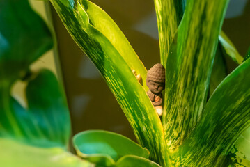Serene Buddha Statue Among Lush Leaves