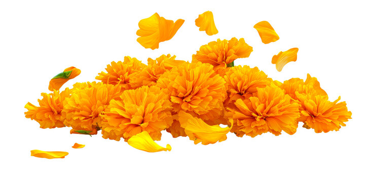Golden Marigolds With Falling Petals PNG Image