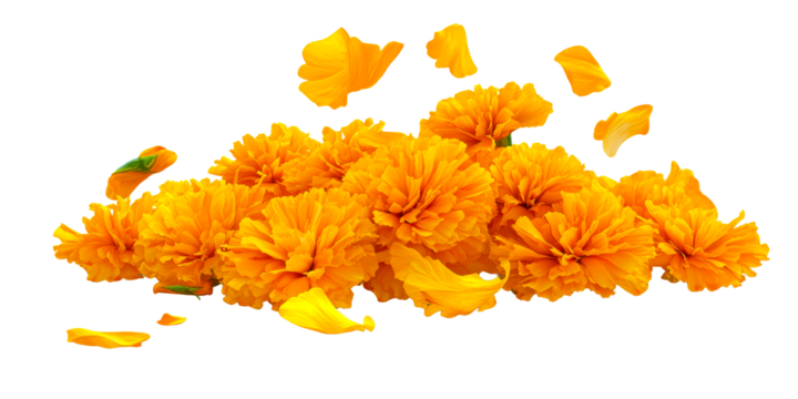 Golden Marigolds With Falling Petals PNG Image