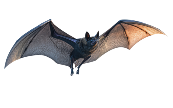 Black bat in flight on transparent background, png