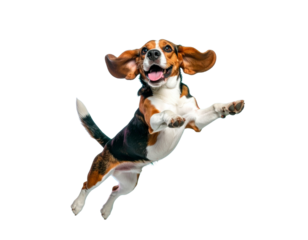  Playful Beagle Dog in Mid-Jump with Open Mouth and Floppy Ears, Isolated PNG