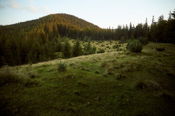 Obraz premium Lush green meadow under golden sunlight near a forested mountain in the late afternoon. Hiking in Carpathian Mountains. Ukraine