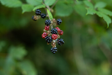 more di rovo selvatico in primo piano, in un ambiente naturale in Slovenia, di giorno, in estate