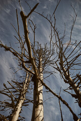 Barren trees stretch towards the sky under a dramatic blue and white clouded backdrop in a tranquil outdoor setting. Hiking in Carpathian Mountains. Ukraine