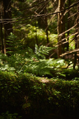 Lush green ferns thrive in a serene forest setting illuminated by soft sunlight during the morning hours. Hiking in Carpathian Mountains. Ukraine