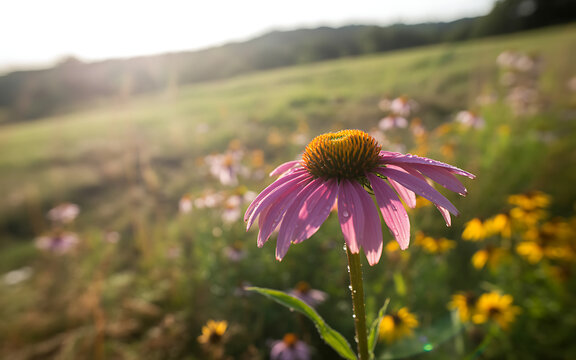 Single purple coneflower with dew drops in field echinacea - Powered by Adobe