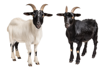 Black goat collection portrait on transparent background, png