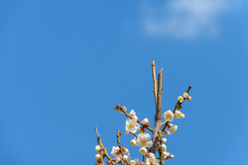青空に咲く白梅の花と蕾