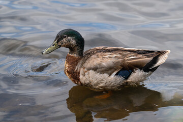 Feral Mallard Duck on Oahu, HI