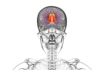 Human brain highlighting the cingulate gyrus, 3D illustration