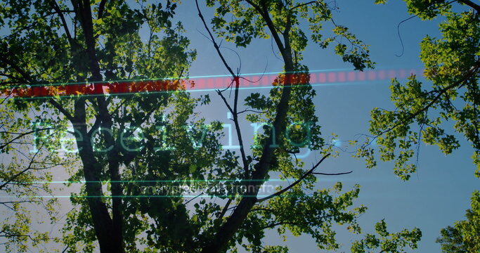 Naklejki Reaching branches in woods, with red scan bar, green Decoding, white lines, transmission, sun flare