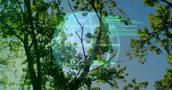 Naklejki Projecting translucent holographic globe of Earth above forest canopy, with green code overlays