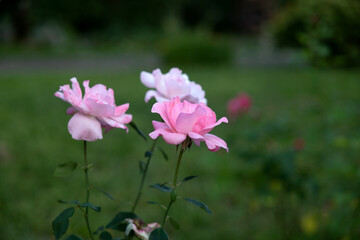 Fototapeta premium vista macro di alcune rose mature di color rosa in un giardino, in estate