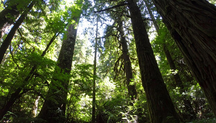 Fototapeta premium Lush Green Forest with Tall Trees Under Bright Sky and Sunlight Filtering Through Canopy