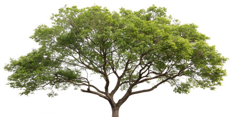 Tree isolated on transparent background  