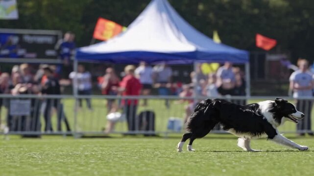 Border collie expertly clears agility course in lively outdoor competition setting