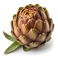 Obraz premium Waldspindel Brown Jerusalem Artichoke Rustic Heirloom Tuber with Warm Earthy Brown Skin and Knotted Natural Form Isolated on Pristine White Background for Organic Gourmet Food Photography