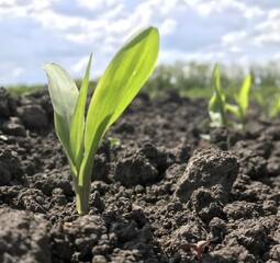 A young corn shoot reaching toward the sun, breaking through dark, fertile soil. Other plants and light clouds are visible in the background