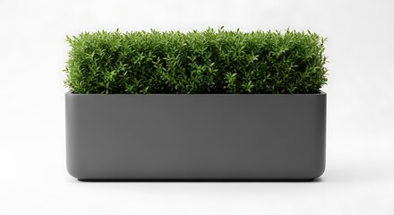 A rectangular dark gray planter filled with lush green microgreens isolated on white background