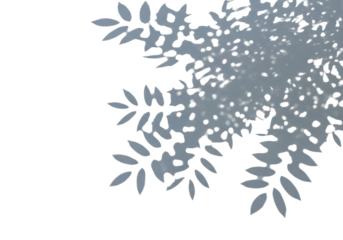 Intricate shadows of leafy branches forming organic dappled patterns with clear contours, sharply projected onto a pristine transparent seamless background with ample copy space, top-down flat lay