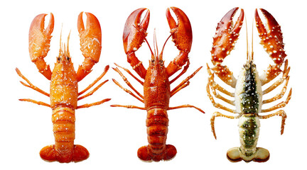 Isolated Lobster Varieties on Transparent Background for Culinary or Marine Use