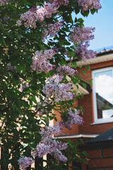 Vibrant lilac blossoms cascade outside a brick house, displaying delicate clusters of flowers. The peaceful backdrop of the area enhances the scene