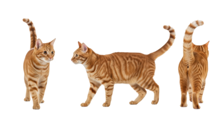 A vibrant ginger tabby cat, 1-2 years old, with amber-green eyes and striped orange fur, depicted in three dynamic full-body poses (walking, mid-stride, walking away) against a transparent studio