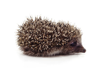 Side view of a hedgehog on white background.