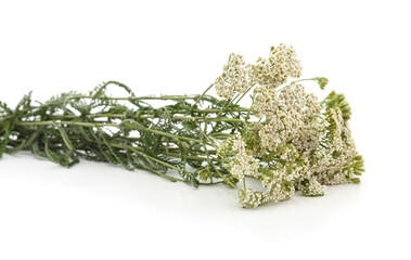 Fresh blooming yarrow flowers.
