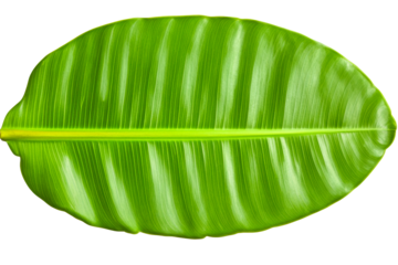 Single large vibrant green leaf with prominent veins and a central yellow stem.