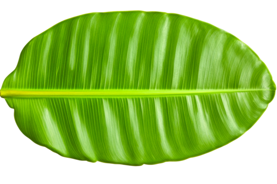 Single large vibrant green leaf with prominent veins and a central yellow stem.