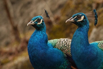 Fototapeta premium Vibrant peacocks display their stunning colors in a natural habitat during the golden hour of the early evening