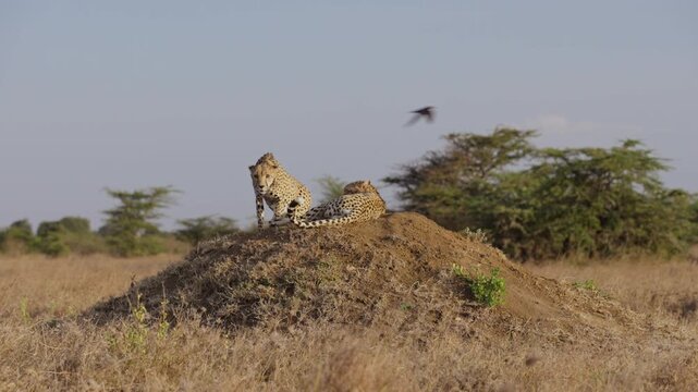 Very wide gimbal parallax of pair of Cheetah (Acinonyx jubatus) walking on termite mound in shrub savannah and birds fly in afternoon in Kenya