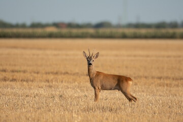 Photo of a beautiful roe deer in mating season