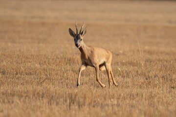 Photo of a beautiful roe deer in mating season