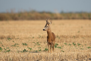 Photo of a beautiful roe deer in mating season